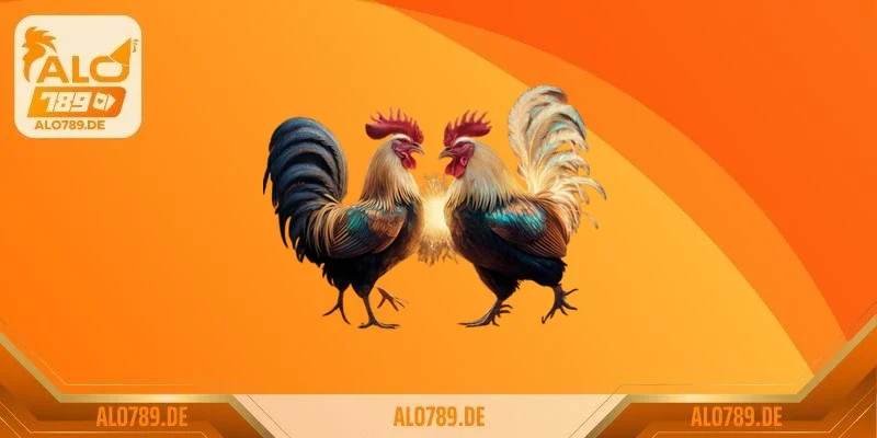 Top 10 giống gà đá hay nhất thế giới sư kê không thể bỏ qua 2 Gà Mỹ (American Gamefowl)