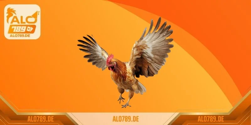 Tìm hiểu về loại sách coi vảy gà