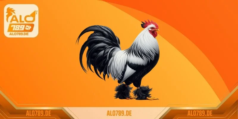 Cách nhận biết gà chọi hay gà lai chuẩn sư kê lão làng 2026 2 Cách nhận biết gà chọi