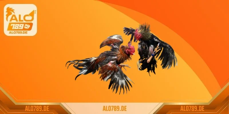 Kèo tỷ lệ chấp