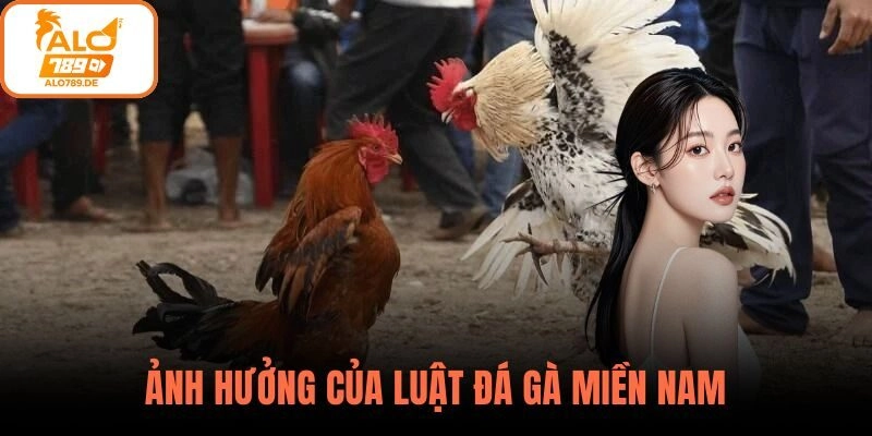 Luật Đá Gà Miền Nam – Những Điều Cơ Bản Mà Sư Kê Cần Nắm Tại ALO789 2 Ảnh hưởng của luật đá gà miền Nam đến hoạt động cá cược ALO789