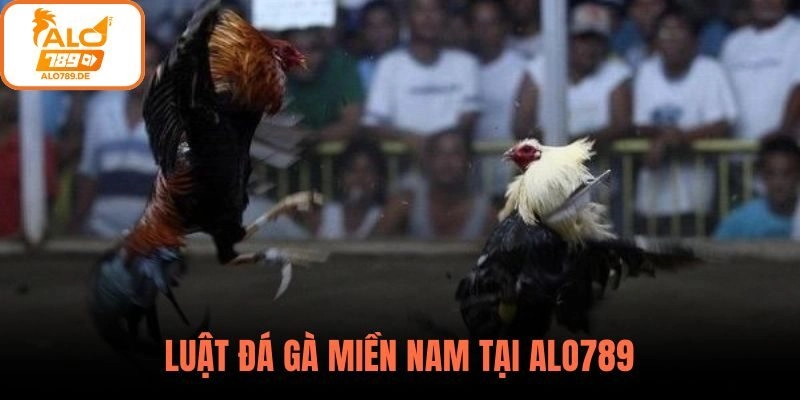Luật Đá Gà Miền Nam – Những Điều Cơ Bản Mà Sư Kê Cần Nắm Tại ALO789 1 Luật đá gà miền nam tại ALO789